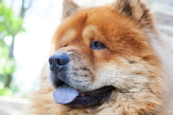 Chow-chow cão — Fotografia de Stock