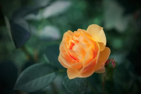 Hermosa flor amarilla rosa — Foto de Stock