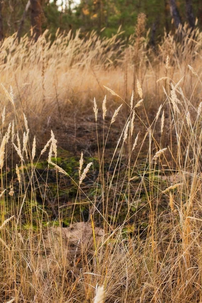 Autumn dry grass — Stock Photo, Image