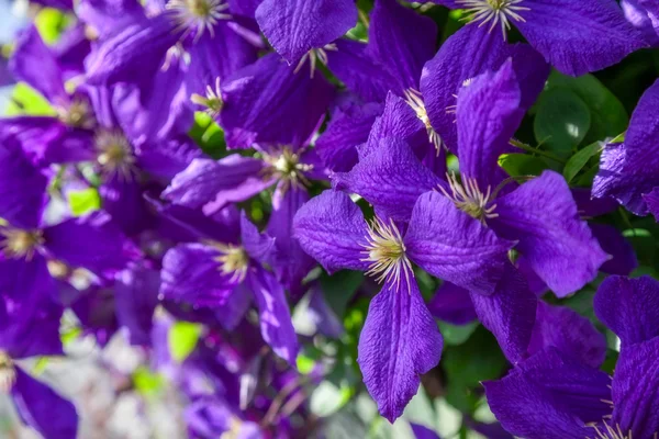 Flowers of purple clematis — Stock Photo, Image