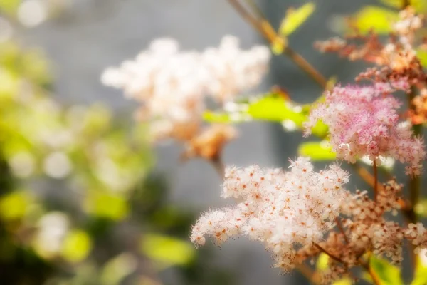 Spring flower spirea — Stock Photo, Image