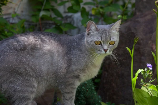 Gatto in giardino — Foto Stock