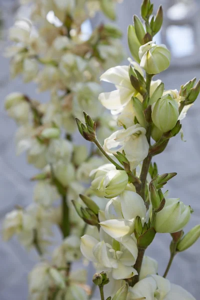 The yucca flowers — Stock Photo, Image