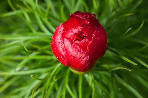 Pfingstrose Frühling Blütenknospe. — Stockfoto