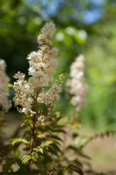 O Spiraea branco — Fotografia de Stock