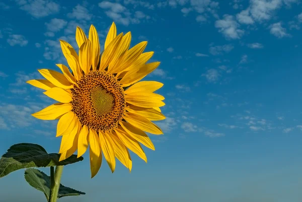 Zonnebloem — Stockfoto