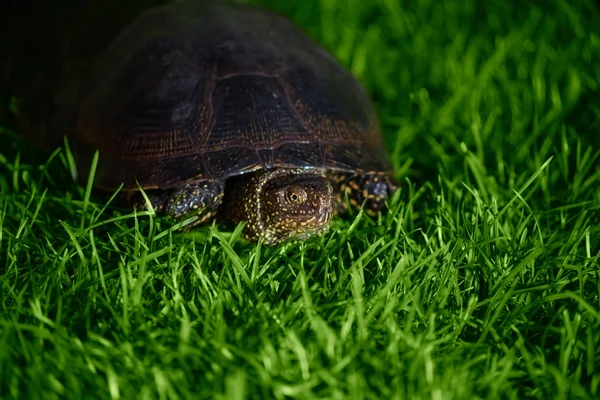 Sköldpadda — Stockfoto