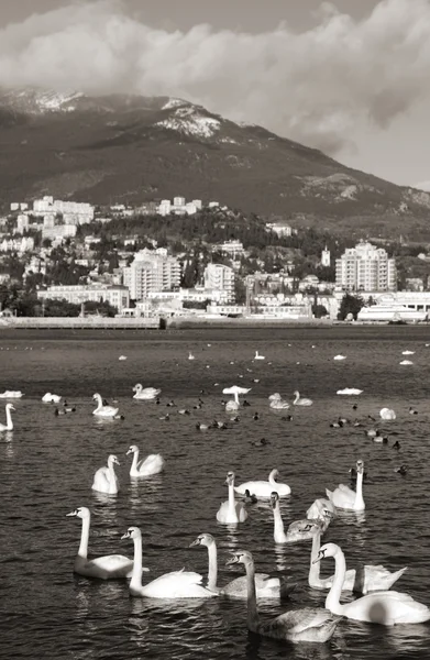 Aves — Fotografia de Stock