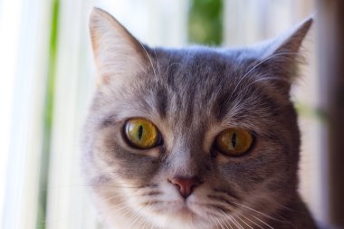 Evcil hayvan kedi