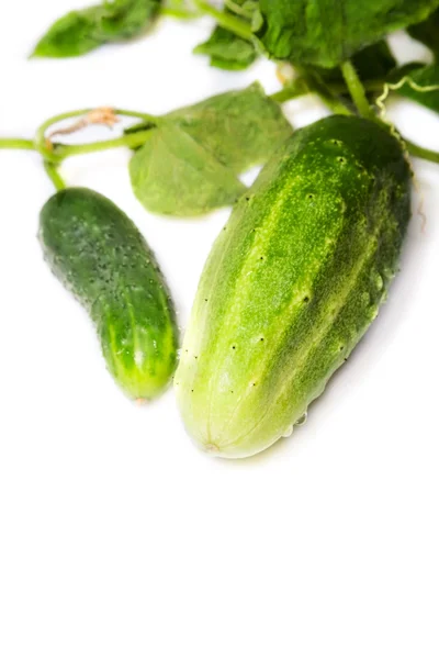 Cucumber — Stock Photo, Image