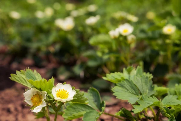 Strawberry — Stock Photo, Image