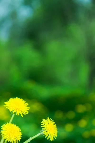 Dandelion — Stock Photo, Image