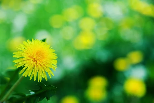 Dandelion — Stock Photo, Image