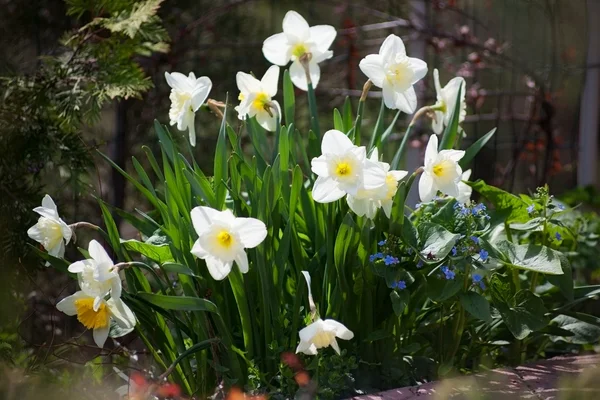 Narciso — Foto Stock