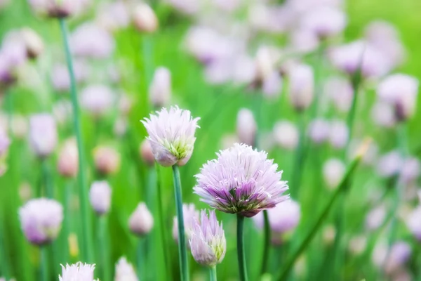 Allium Schoenoprasum — Stockfoto