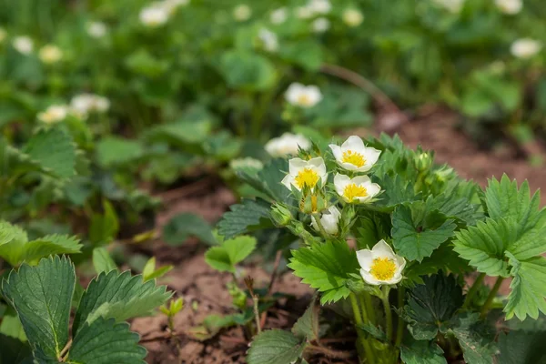 Strawberry — Stock Photo, Image