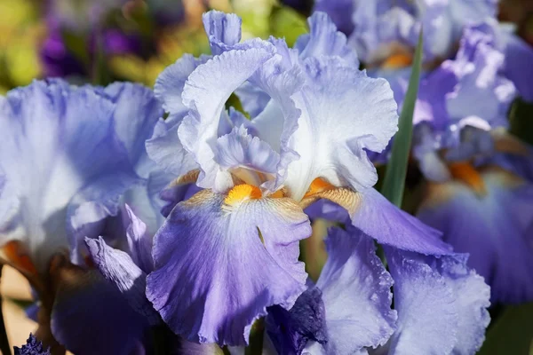 Flower iris — Stock Photo, Image