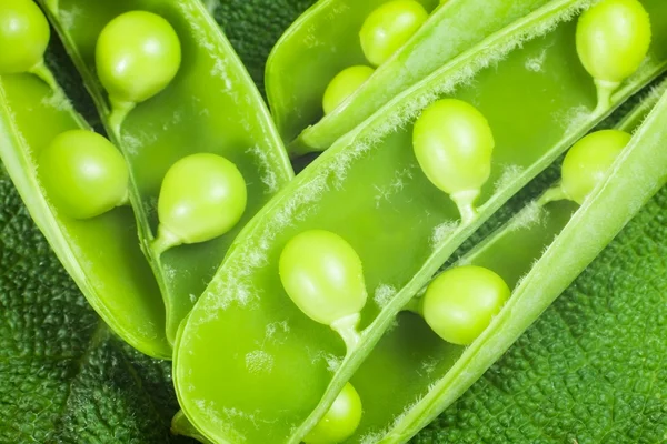 Guisantes verdes —  Fotos de Stock