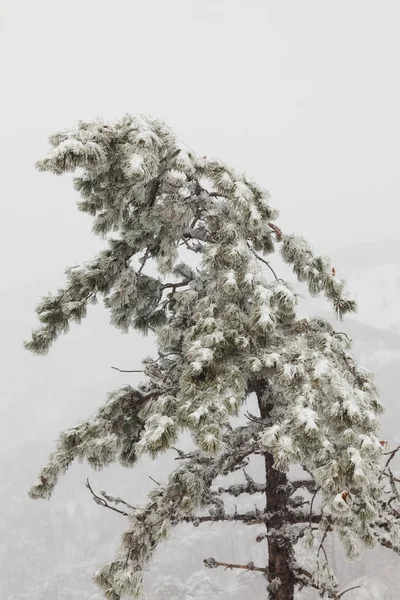 Árbol — Foto de Stock