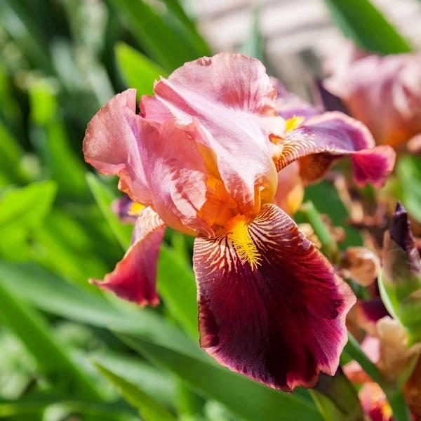 Blomma iris — Stockfoto