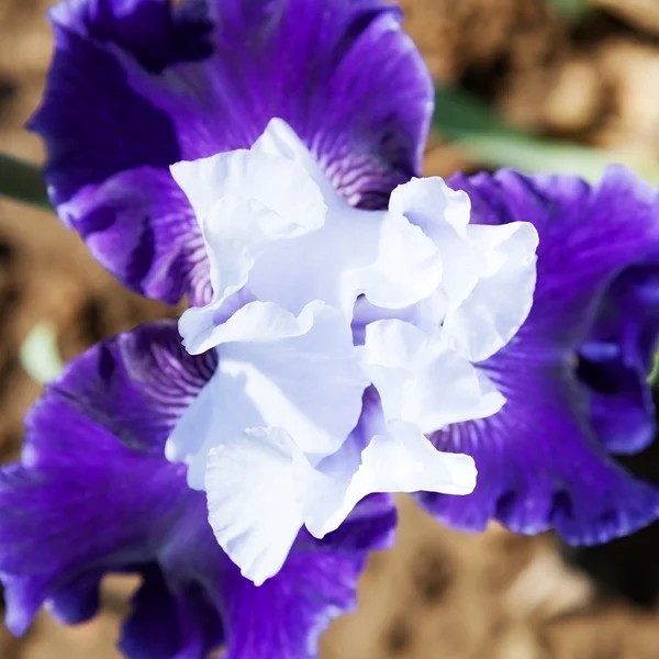 Bunga iris — Stok Foto