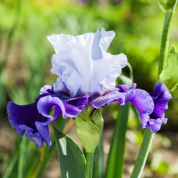 Bloem iris — Stockfoto