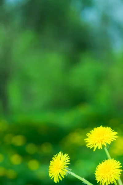 Dandelion — Stock Photo, Image