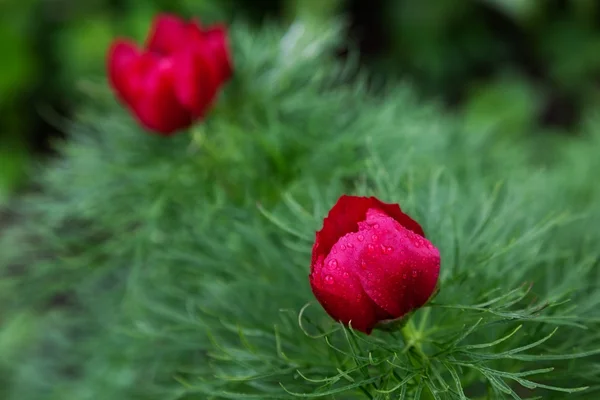 Peony — Stockfoto