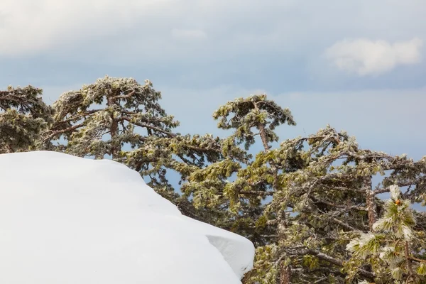 Skog – stockfoto