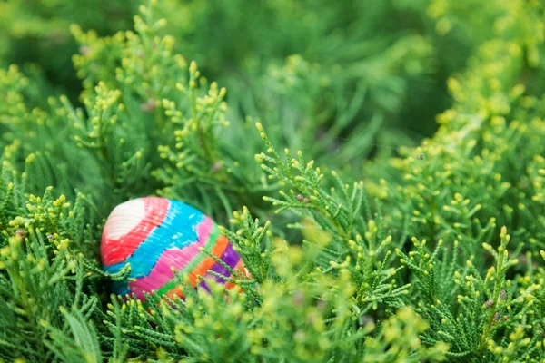 Eggs — Stock Photo, Image