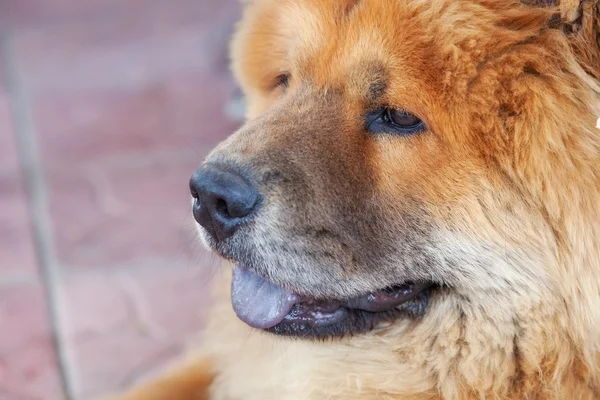 Chow-Chow — Foto de Stock