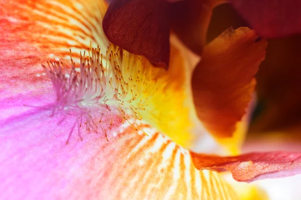 Iris — Stock Photo, Image