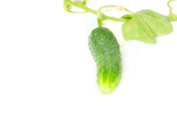 Cucumber — Stock Photo, Image