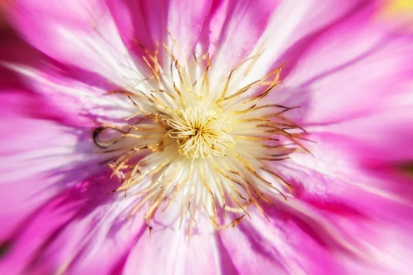 Clematis. — Fotografia de Stock