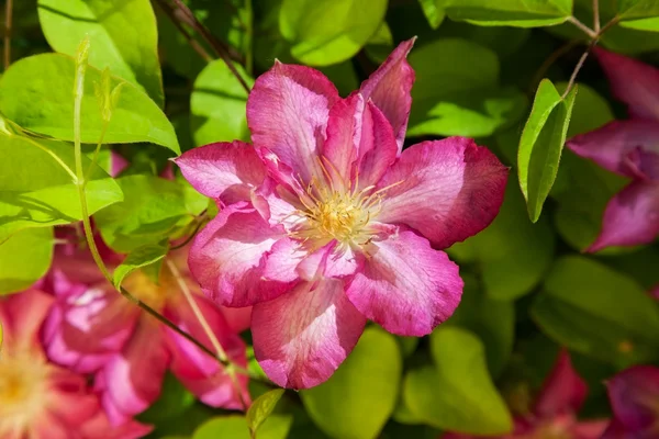 Clematis — Stockfoto