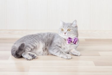 çizgili kedi