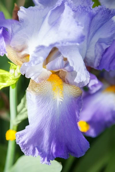 Flower — Stock Photo, Image