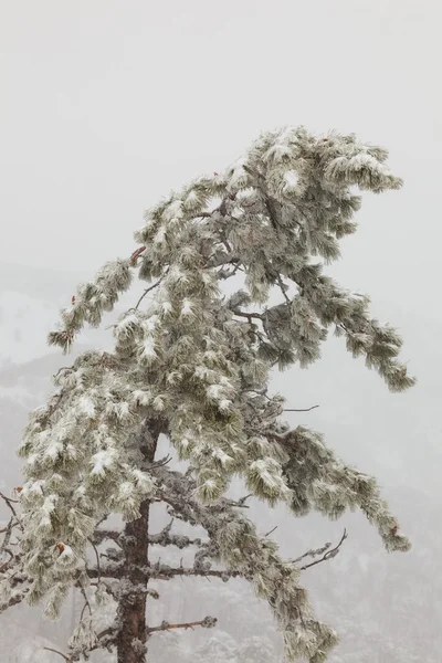 Árbol — Foto de Stock