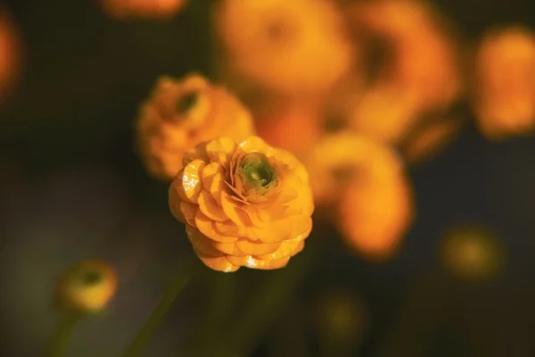 Beautiful yellow buttercup — Stock Photo, Image