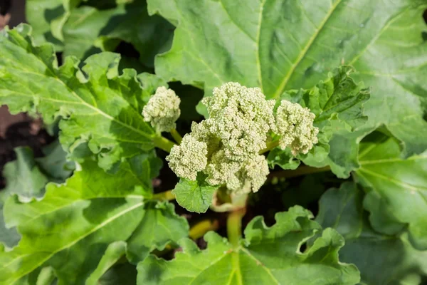 Blooming green rhubarb — Stock Photo, Image