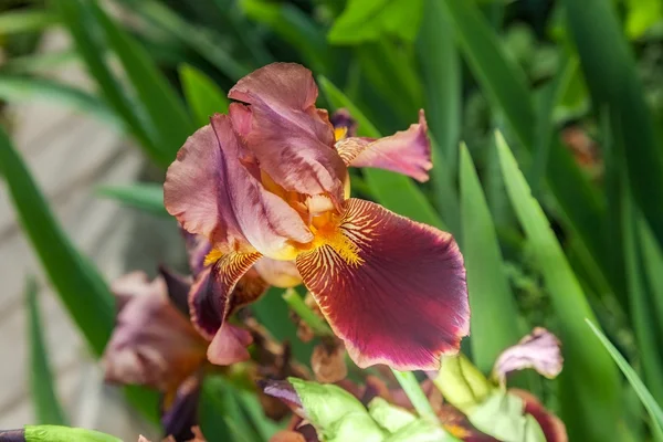 Iris, a természet — Stock Fotó