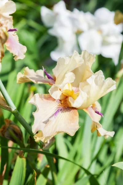 Iris sobre la naturaleza — Foto de Stock