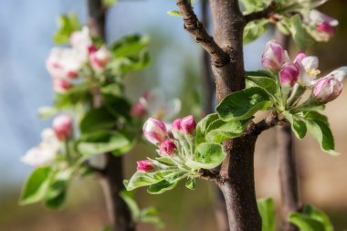 Çiçeği bahar çiçekleri