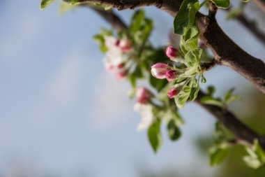 Çiçeği bahar çiçekleri