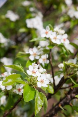 Çiçeği bahar çiçekleri