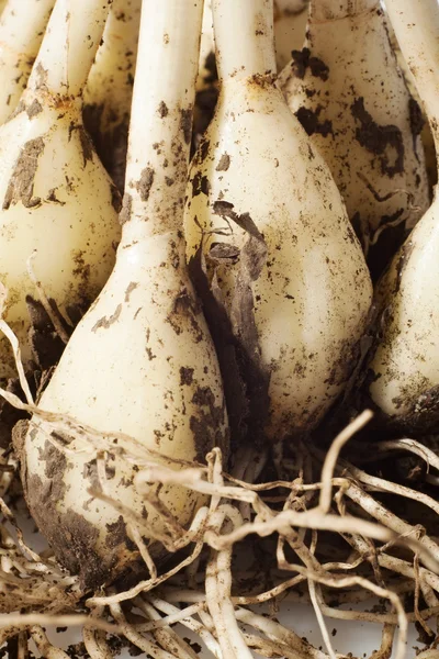 Garlic close up — Stock Photo, Image