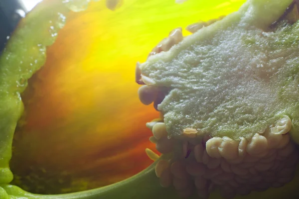 Green bell pepper — Stock Photo, Image