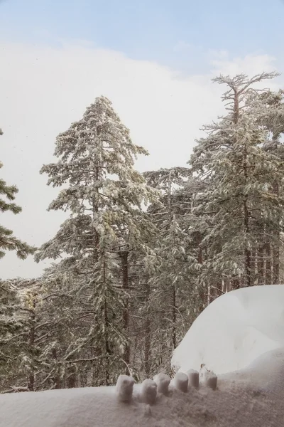 Kiefernwald in svnow — Stockfoto