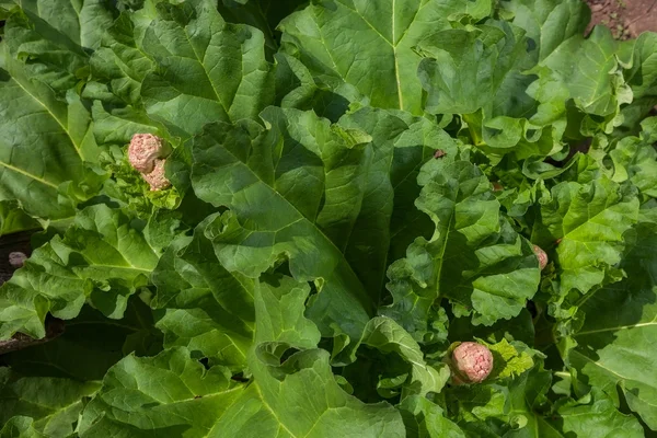 yeşil ravent çiçeklenme