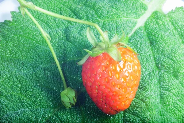 Morango jucy vermelho — Fotografia de Stock